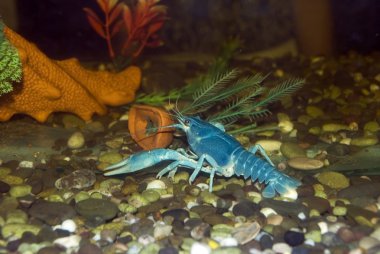 Blue crayfish clipart