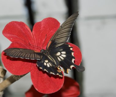 Butterflies and red flowers clipart