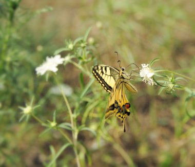 Papilio machaon