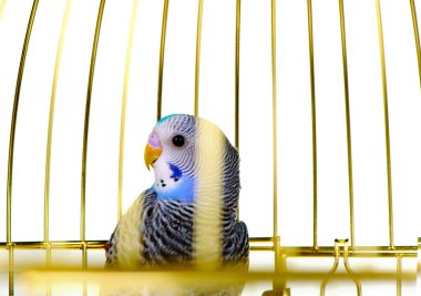 Parrot in cage clipart