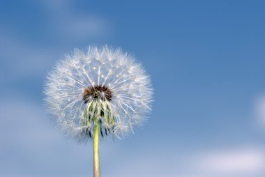 Dandelion clipart