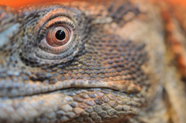 Iguana eye closeup clipart