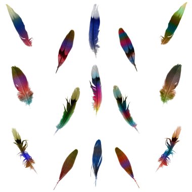 Feather set clipart