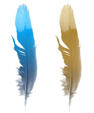 The bird's feather clipart