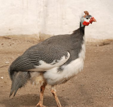 Female partridges clipart