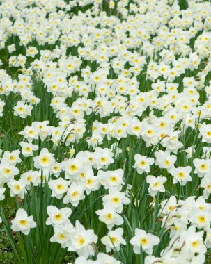 Field of white flowers Narcissus clipart