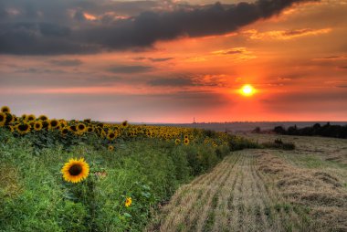 Field with hay and sunflower clipart