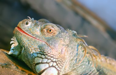 Iguana