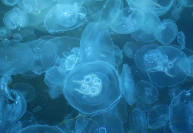 Jellyfishes clipart