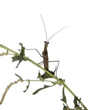 peygamber devesi