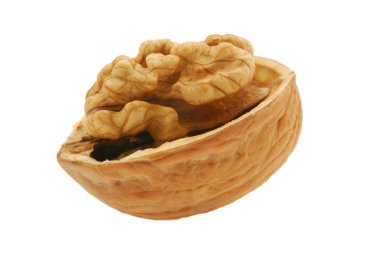 Open walnut clipart