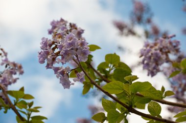 Blossoming branch of tree Paulownia. clipart