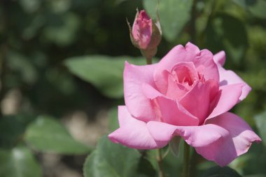 Pink rose with a violet shade clipart