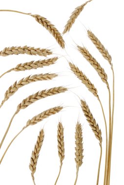 Set wheat clipart