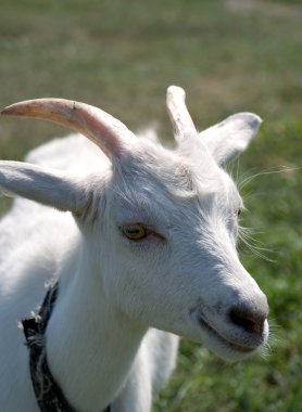 Smiling goat clipart