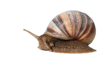 Snail isolated clipart