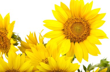 Sunflowers isolated