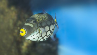 Tropical fish -Clown Triggerfish clipart