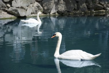 Two swans clipart