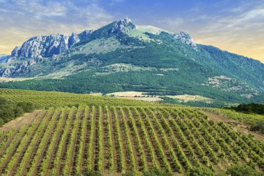 Vineyards at bottom of mountain clipart