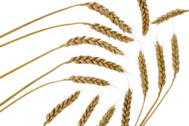 Wheat set abstract clipart