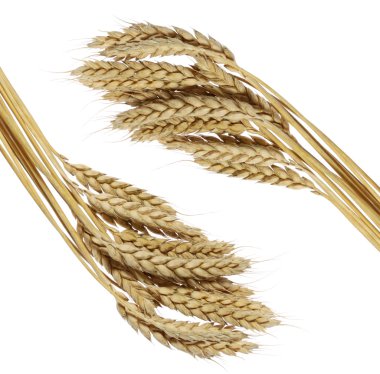 Wheat frame clipart