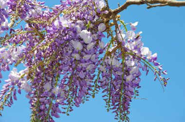 Wisteria