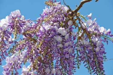 Wisteria