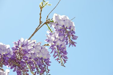 Wisteria