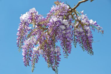 Wisteria clipart