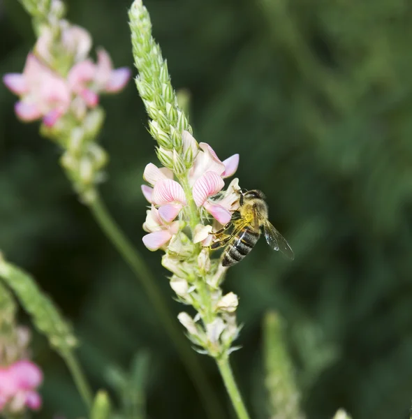 stock image Bee collecting nectar3