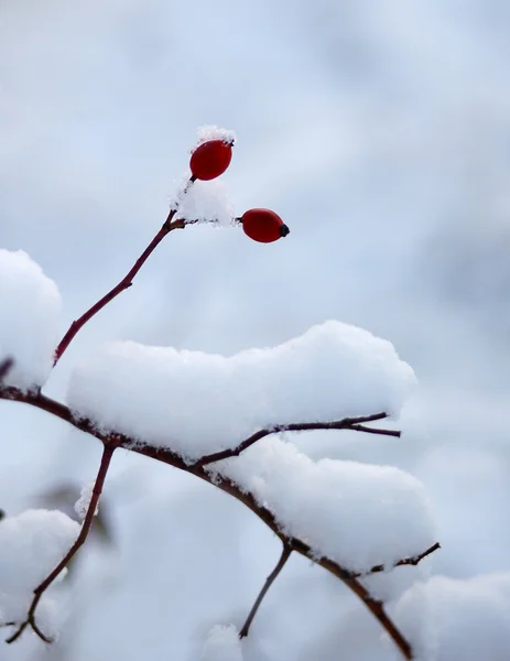 Berry dans la neige — Photo
