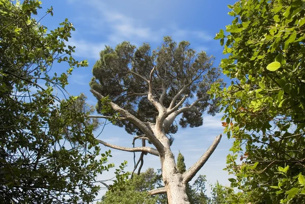Большое абстрактное дерево — стоковое фото
