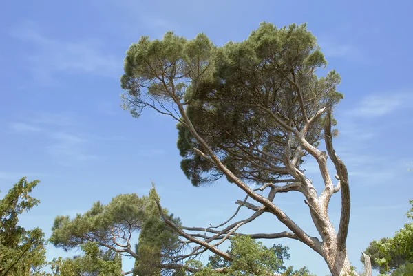 Grote abstracte boom (park Vorontsovskogo van een paleis - schiereiland Crimea) — Stockfoto