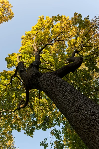 Μεγαλύτερη φθινόπωρο δέντρα — Φωτογραφία Αρχείου