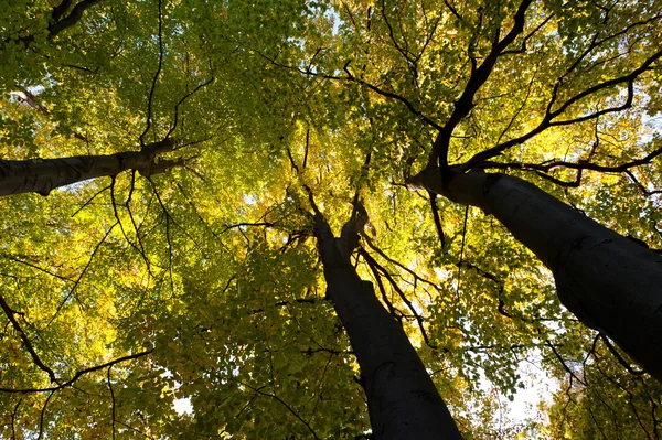 Greater autumn trees — Stock Photo, Image