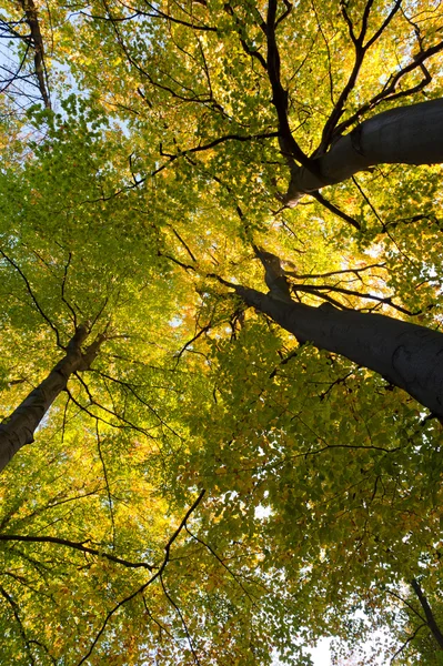 Большие осенние деревья — стоковое фото