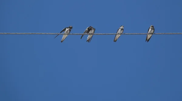 Pássaros (martlet) sentados em fios elétricos — Fotografia de Stock
