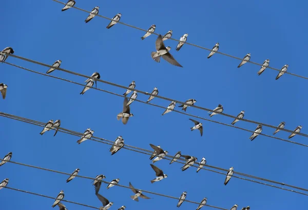 Birds (martlet) sitting on electric wires — Stock Photo, Image