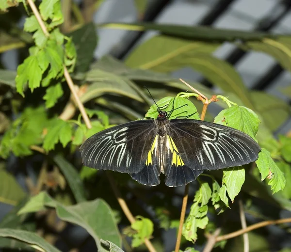 Schwarze Schmetterlinge — Stockfoto