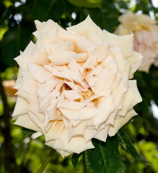 Blühen eine cremefarbene Rose — Stockfoto
