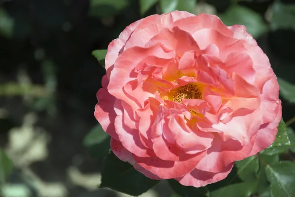 Rosa flor rosa —  Fotos de Stock