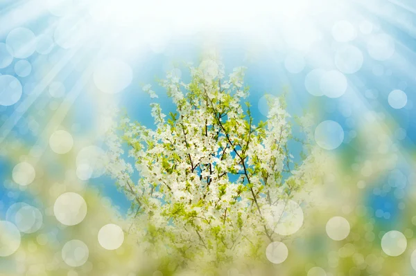 Blossoming branches tree with sun light — Stock Photo, Image