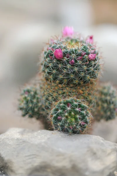 Blossoming cactus — Stock Photo, Image