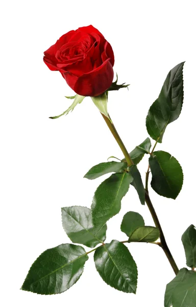 Blossoming of a rose with leaf — Stock Photo, Image