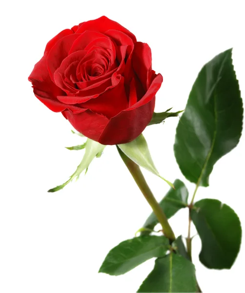 绽放的一朵玫瑰 — 图库照片