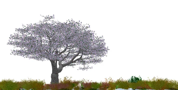 Цветущее дерево вишни — стоковое фото