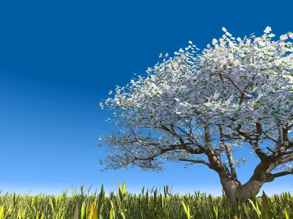 Virágzó fa a réten — Stock Fotó