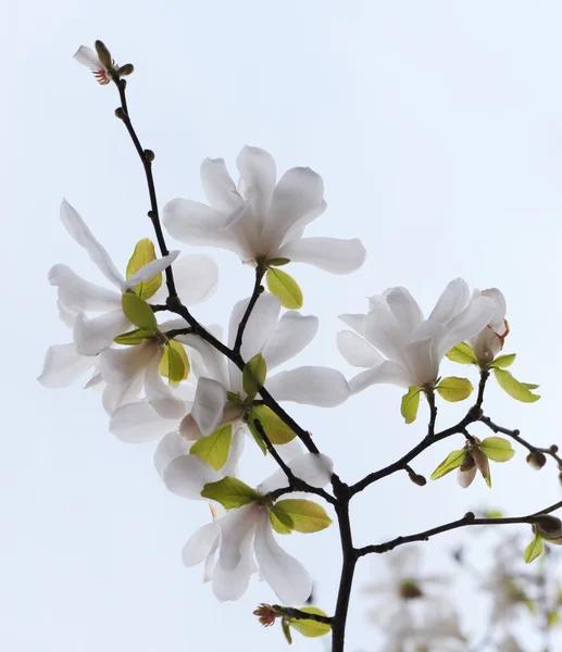 Blossoming tree magnolia — Stock Photo, Image