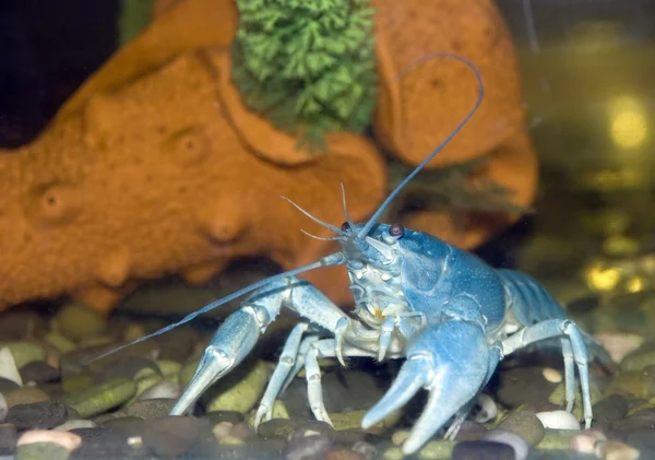 stock image Blue crayfish2